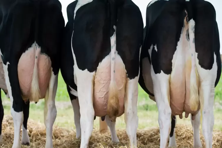 Die Milchbauern fordern einen höheren Auszahlungspreis für Rohmilch. 