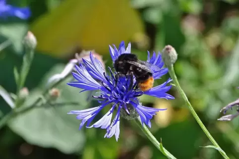 Eine von vielen Besucherinnen ist diese Steinhummel.