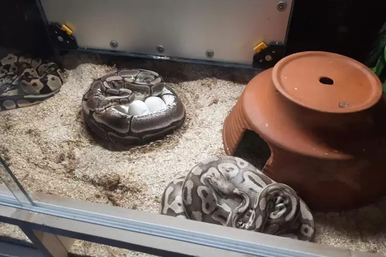 Drei Pythons im Terrarium