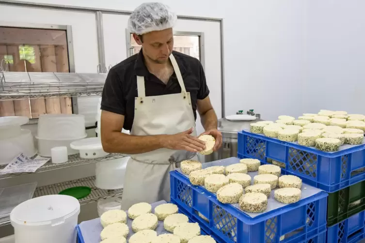 In der Käserei auf dem Hahnerhof: Landwirt Jorrit Alberts reibt den bei den Kunden beliebten Grillkäse mit Salz ein.