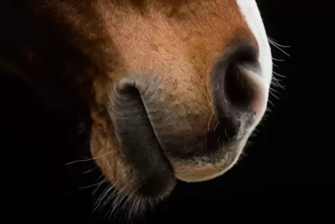 Na, auf welches Pferd setzen Sie denn so? 