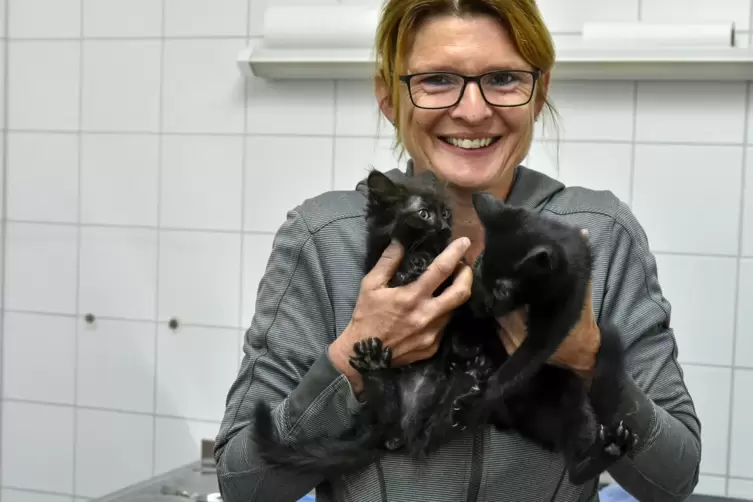 Diese jungen Katzen sollen die ersten Bewohner der neuen Container sein. Die Vorsitzende des Tierschutzvereins, Simone Jurijiw, 