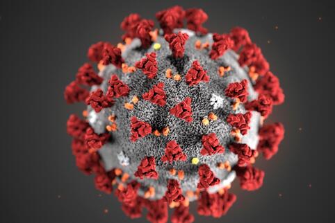 Das Coronavirus-Modell