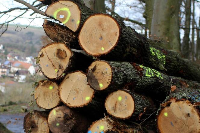 Der Holzverkauf lief im vergangenen Jahr besonders gut.