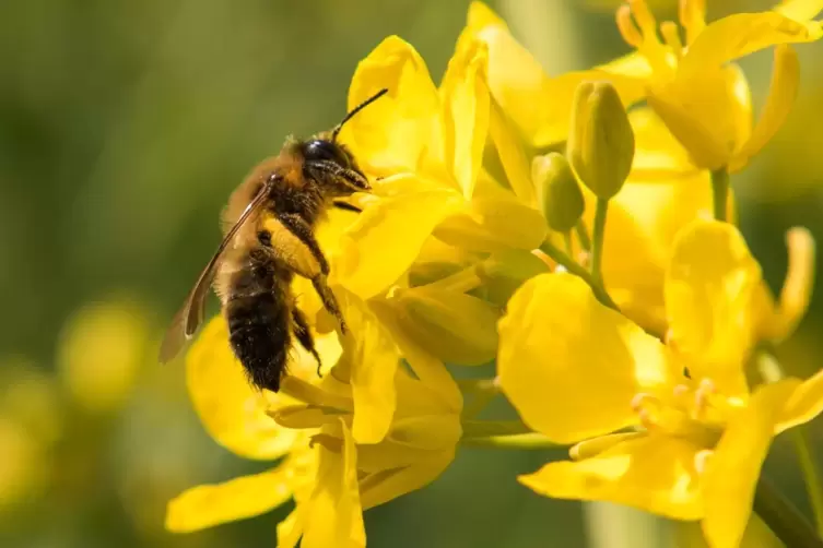 Eine Biene holt sich an einer Blüte Pollen.