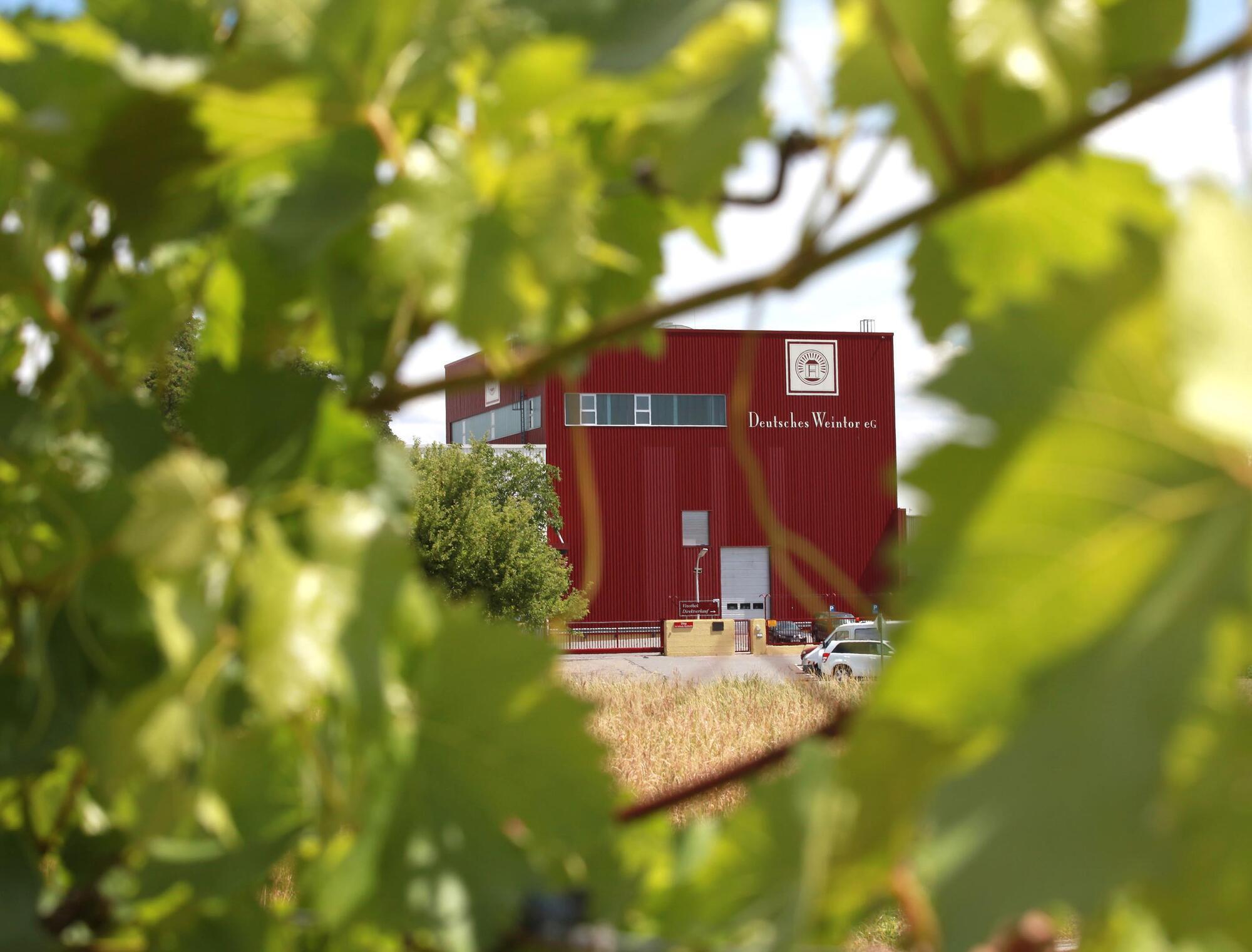 Winzergenossenschaft Deutsches Weintor steigert Umsatz - Ilbesheim - DIE  RHEINPFALZ