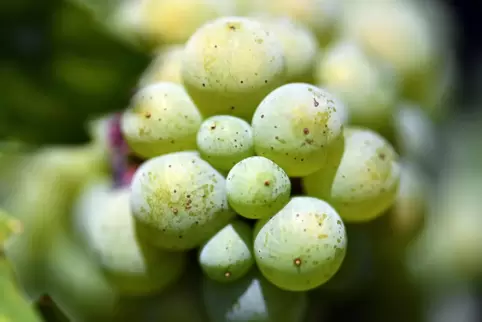 Rieslingtrauben