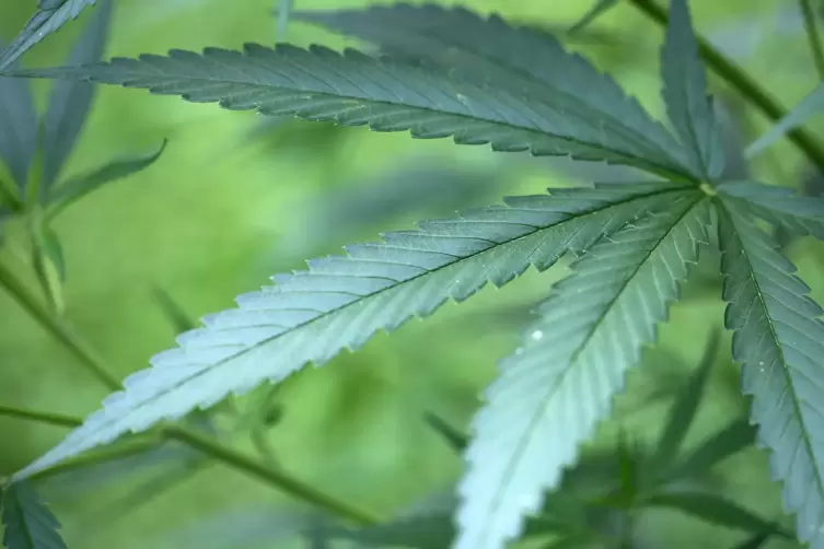 Das Züchten von Cannabispflanzen – ein Geschäftsmodell für Anleger?