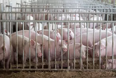 Schweine in der Bucht eines Stalls in Böhmenkirch in Baden-Württemberg.