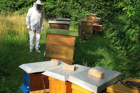 Imker Gerd Rehmer inspiziert die Bienenstöcke in Beindersheim. 