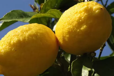 Über allen anderen Zitronen-Sorten steht die Amalfi-Zitrone, die aromatischste von allen, die auch für die Hochzeitstorte von Ha