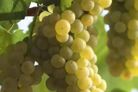 Beim weltweit verbreiteten Chardonnay ist die Holz-Frage längst entschieden. 