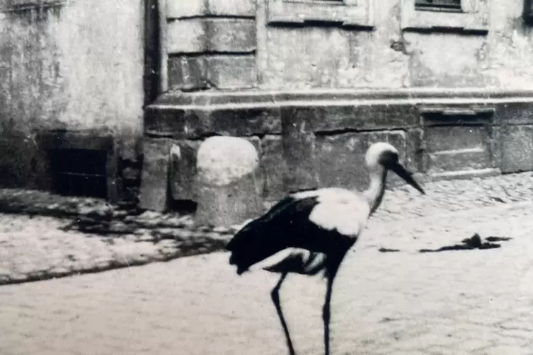 Der flugunf&auml;hige Storch Peter war Mitte der 30er-Jahre die Attraktion von Freinsheim. 