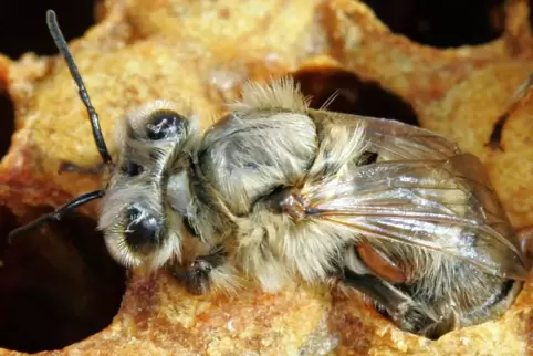 Gerade geschlüpft: eine Honigbiene mit Varroamilbe (braun).