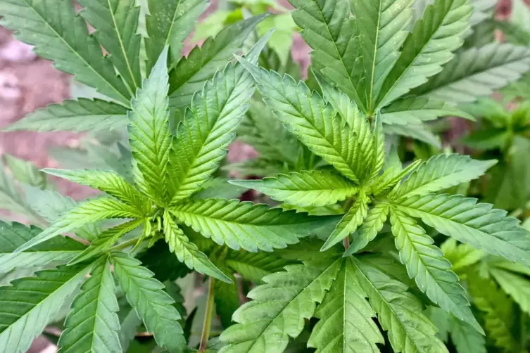 Ist illegal: Cannabispflanzen anzubauen ist in Deutschland noch verboten. 