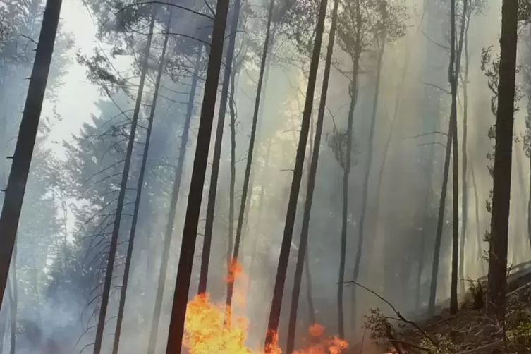 Nur schwer zugänglich war für die Feuerwehrleute das Waldgelände am Maimont, das im Juni in Flammen stand. 