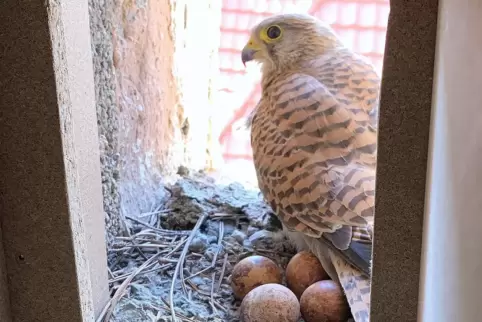 Fürsorgliche Falkenmutter: Die Eier im Nest in Alsenborn werden hauptsächlich vom Weibchen bebrütet. 