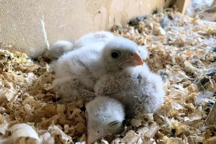 Auf Hilfe angewiesen: In den ersten Tagen sind die Falkenjungen noch ganz hilflos. 