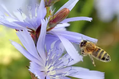 Die himmelblauen Blüten der Wegwarte sind ein Magnet für zahlreiche Insekten. 
