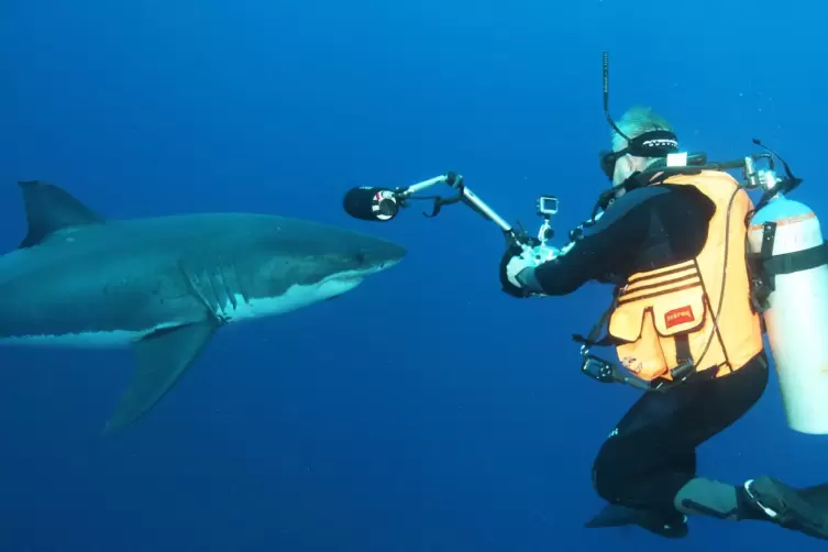 Gerhard Wegner nähert sich einem Hai. Taucher sollten bei einer Begegnung einfach Ruhe bewahren, sagt der Experte. 