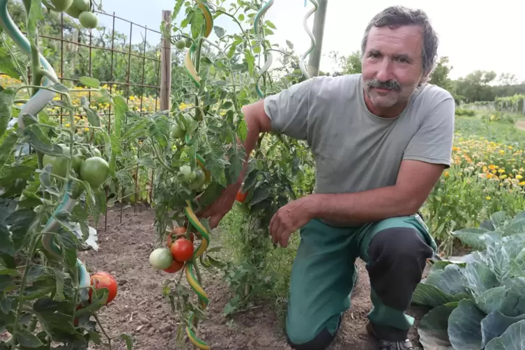 Martin Knies in seinem Garten: Seine Tomaten gedeiehen auch ohne zusätzliches Wasser. 
