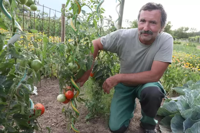 Martin Knies in seinem Garten: Seine Tomaten gedeiehen auch ohne zusätzliches Wasser. Martin Knies in seinem Garten: Seine Tomaten gedeiehen auch ohne zusätzliches Wasser.