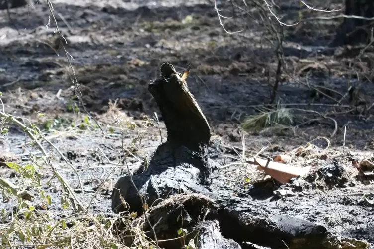 Der Waldboden ist weitestgehend verbrannt. F