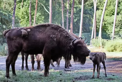 Das neugeborene Wisentkalb Ikost mit seiner Mama. 