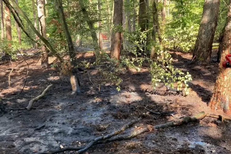 Der Waldboden in Berg hat deutliche Spuren.