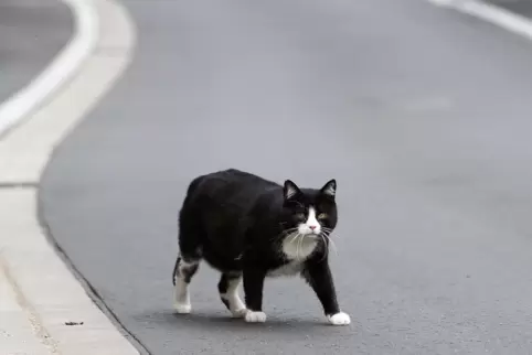 Streunende Katze