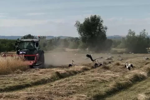  Hier ist ganz schön viel los: Storchenaufkommen hinter einem Mähdrescher im Dürkheimer Bruch zwischen Seegraben und L526. 