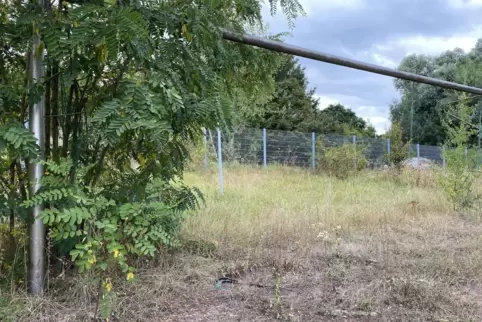 Der SV 1914 Roxheim würde gerne einen Teil des ehemaligen Fußballplatzes von der Gemeinde Bobenheim-Roxheim kaufen oder mieten.