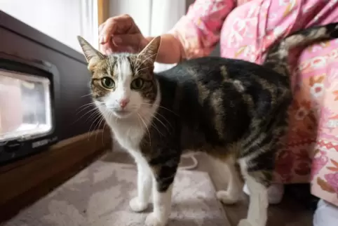 Das Veterinäramt vermittelt 50 Katzen.