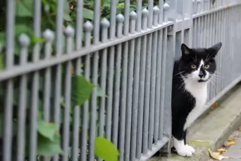 Streunende Katze. 