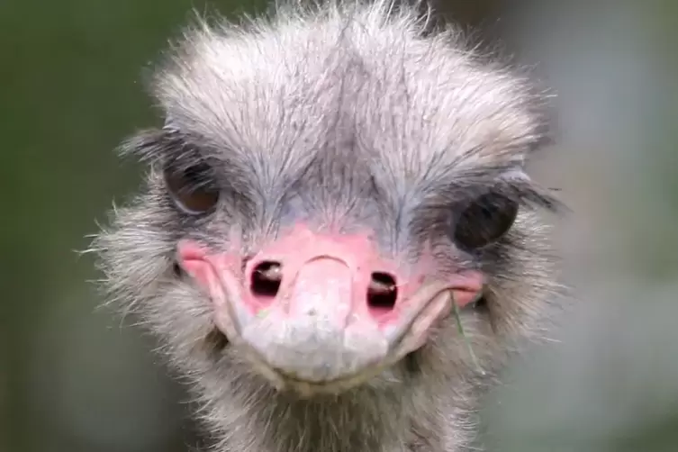 Was guckst du: afrikanischer Laufvogel der Rasse Zimbabwe Blue auf der Straußenfarm Mhou im südpfälzischen Rülzheim. 