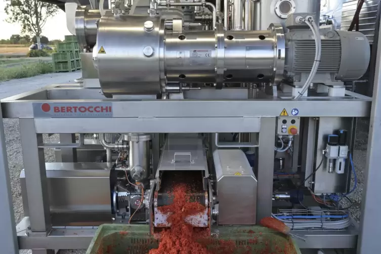 Für die maschinelle Verarbeitung werden extra dickschalige Tomaten angebaut, die nicht kaputt gehen, wenn sie auf Förderbändern 