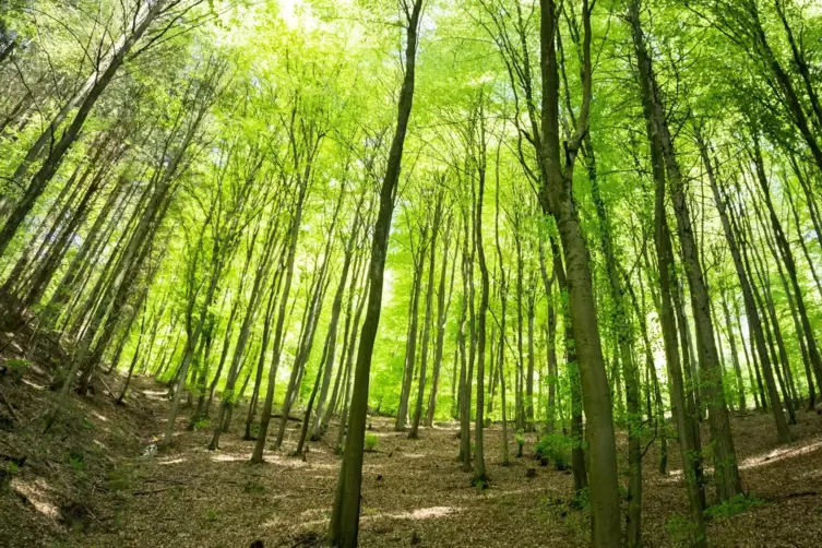 Diese Aufnahme eines Waldstücks bei Hauenstein hat RHEINPFALZ-Mitarbeiter Franz-Josef Schächter gemacht. Der Pfälzerwald bietet 