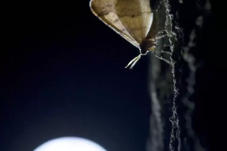 Eine Motte vor der Kulisse des Mondes. Er bietet den Insekten Orientierung. 