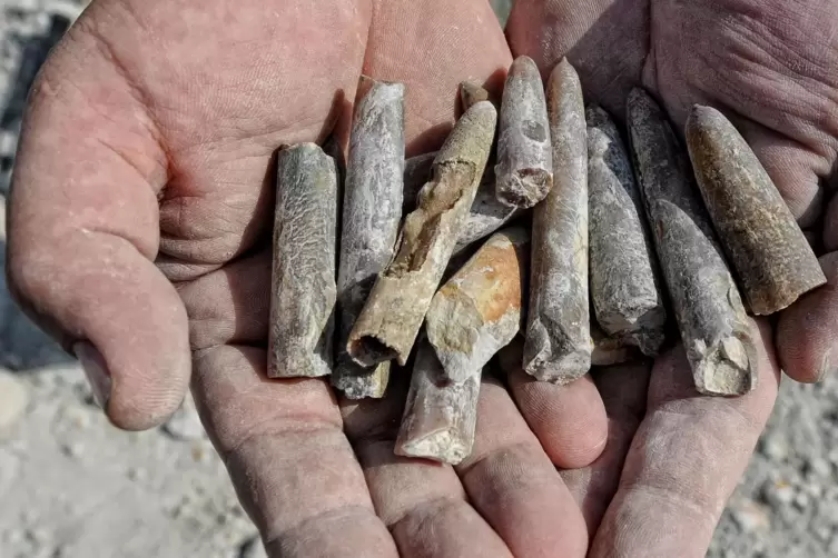  Reste von Meerestieren wie Belemniten, so genannte Donnerkeile , also versteinerte Gehäuse von Seeigeln und Kieselschwämme find