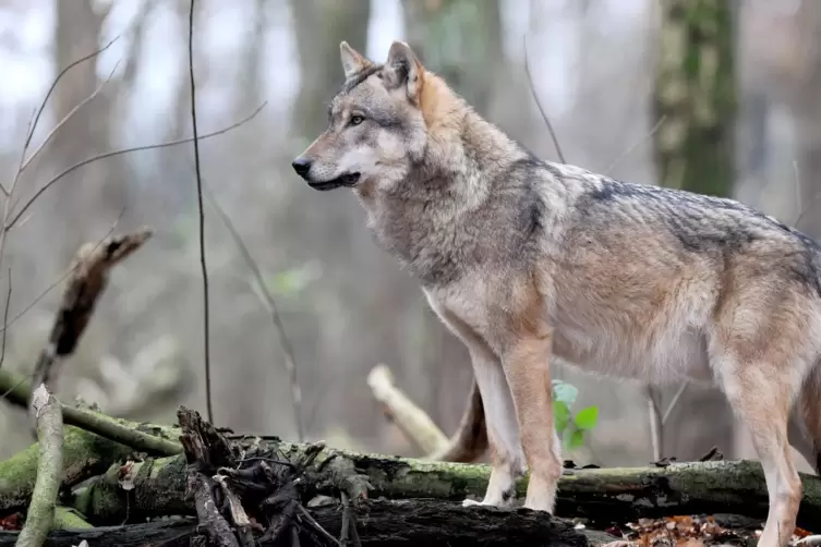 Detailanalysen zu dem in Fischbach festgestellten Wolf laufen noch. Unser Foto zeigt einen europäischen Grauwolf im Gehege des W