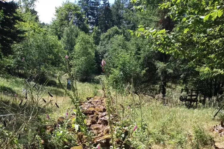 Ruinen und Fingerhut: Nicht viel übrig ist von der Waldbauernsiedlung auf dem Geißkopf. Ein malerischer Anblick bietet sich glei
