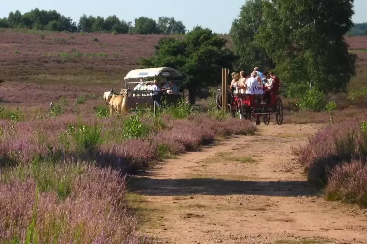 Ein besonderes Erlebnis: Mit der Kutsche durch die blühende Mehlinger Heide zu fahren, ist bei den Bürgern beliebt, in diesem Ja
