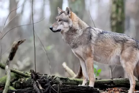 In Fischbach soll ein Wolf Nutztiere gerissen haben .