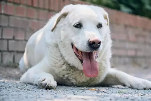 Hunde nicht im Auto lassen: Bei 32 Grad erhitzen sich Autos nach zehn Minuten im Innenraum auf 39, nach 30 Minuten bereits auf l