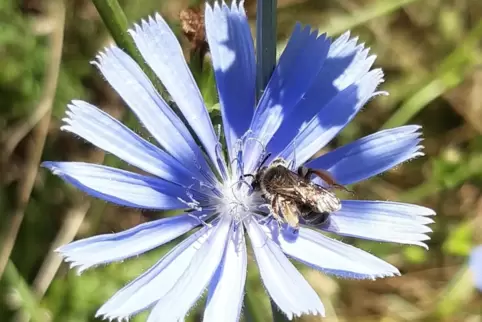 Eine Hosenbiene nascht an einer Blüte. 