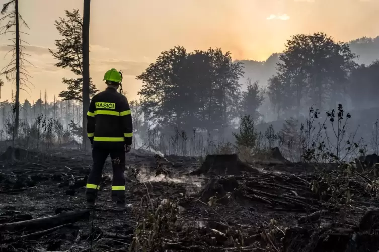 Ein Feuerwehrmann betrachtet ein niedergebranntes Waldstück. 