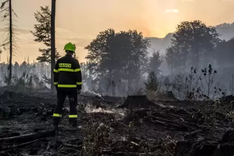 Ein Feuerwehrmann betrachtet ein niedergebranntes Waldstück. 