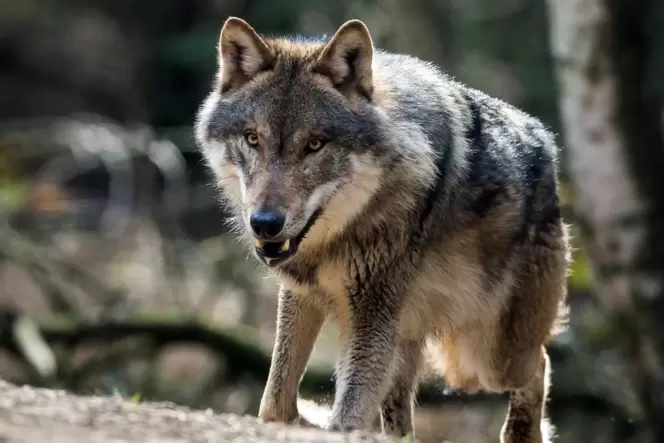 Geschätzt bis zu 20 Wölfe leben in Rheinland-Pfalz, die meisten im Westerwald. Am 16. Juli griff ein Wolf Schafe und Ziegen bei