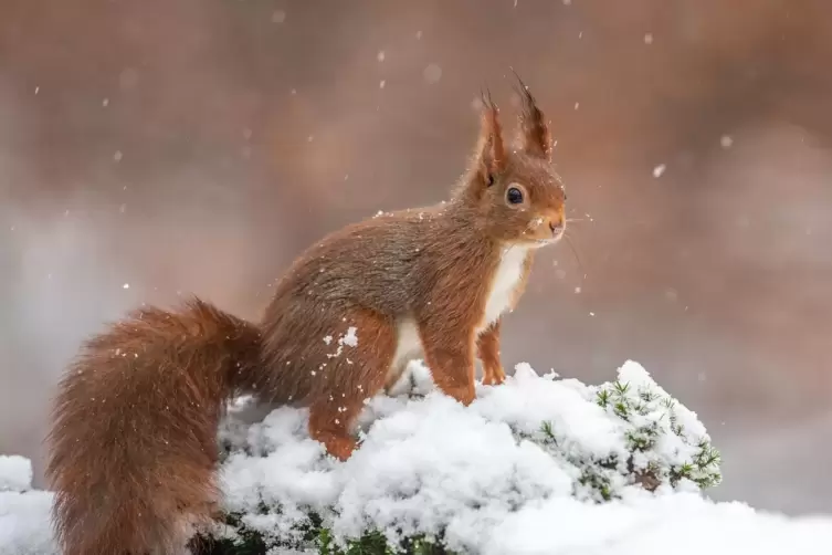 Hat an diesen heißen Tagen etwas Erfrischendes: die Fotografie „Schneehörnchen“ von Peter Engel.