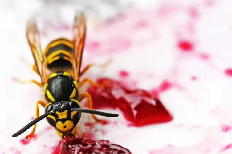 Eine Deutsche Wespe nascht an der Marmelade. 